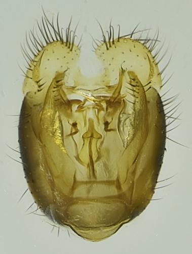Lonchoptera lutea